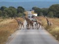 Giraffen kreuzen die Strasse in Tansania