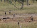 Warzenschweine in Tansania