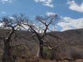 Baobab Baum in Tansania