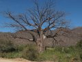 Baobab Baum in Tansania