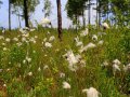 Blumen mit Samen in Sibirien