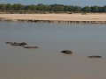 Nilpferde im South Luangwa Nationalpark (Sambia)