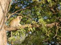 Makaken im South Luangwa Nationalpark (Sambia)