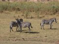 Zebras im South Luangwa Nationalpark (Sambia)