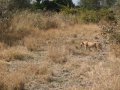 Löwen im South Luangwa Nationalpark (Sambia)
