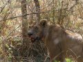 Löwen im South Luangwa Nationalpark (Sambia)