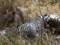 Löwen fressen Zebra im South Luangwa Nationalpark (Sambia)