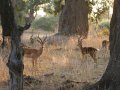 Impalas im South Luangwa Nationalpark (Sambia)