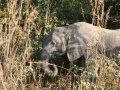 junger Elefant im South Luangwa Nationalpark (Sambia)