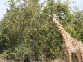 Giraffe im South Luangwa Nationalpark (Sambia)