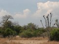 Die Geier warten schon (Sambia)