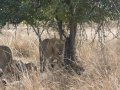 Löwen im South Luangwa Nationalpark (Sambia)