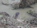 junges Nilpferd im Luangwa River (Sambia)