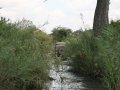 Straße im South Luangwa Nationalpark (Sambia)