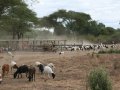 Mukuyu Farm am Zambesi River (Sambia)