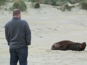 Gunter mit den Seelöwen (Neuseeland)