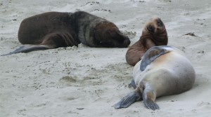 Seelöwen am Cannibal Beach (Neuseeland)