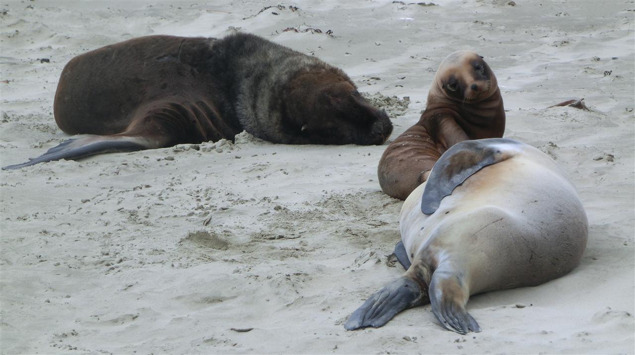 Seelöwen am Cannibal Beach (Neuseeland)