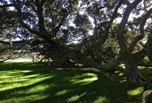 Krüppelbäume auf Coromandel (Neuseeland)