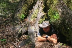 Treecaving (Neuseeland)