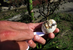 Balut - Entenei mit Embryo (Philippinen)