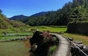 Reisfelder in Barlig (Philippinen)