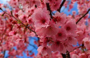 japanische Kirschblüten