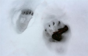 Bärenspuren im Schnee (Japan)