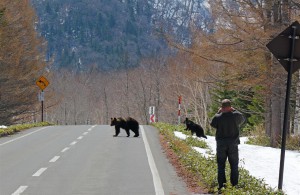 Braunbär Crossing (Japan)