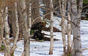 Braunbären im Shiretoko Nationalpark (Japan)