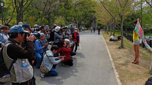 Chice Japanerin im Osaka Burggarten (Japan)