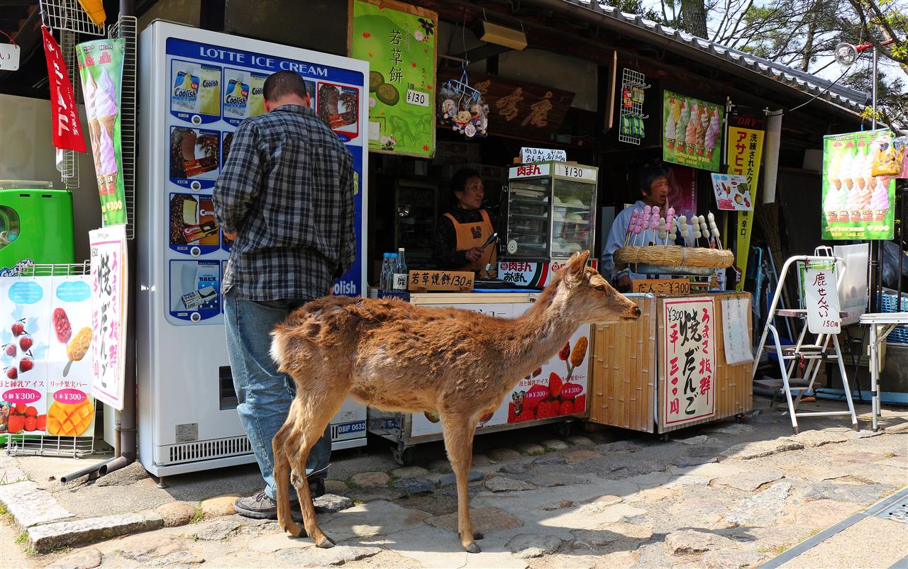 Gunter mit Hirsch in Nara (Japan)