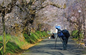 Kirschblüten fotografieren (Japan)