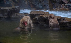 Makaken im Onsen (Japan)