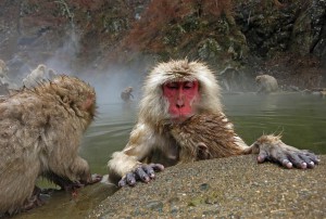 Onsen Makaken bei Yudanaka (Japan)