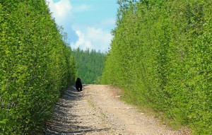 wo ist der Bär? (Russland)