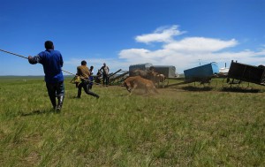 Pferd einfangen (Mongolei)