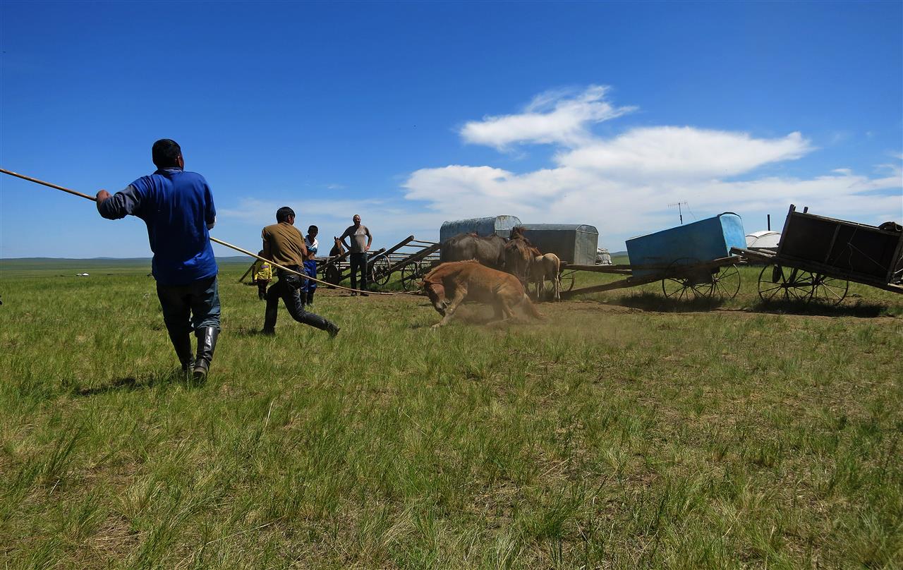 Pferd einfangen (Mongolei)