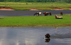 Pferde an der Lena (Russland)