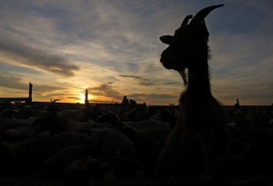 Ziege im Abendlicht (Mongolei)