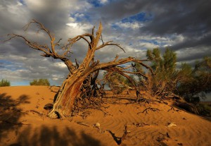 Baum im Abendrot (Mongolei)