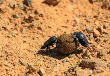 Mistkäfer in der Gobi (Mongolei)