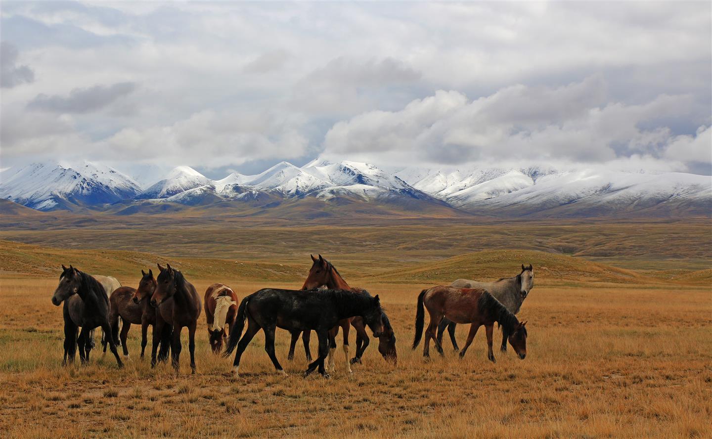 Pferde vor dem Tian Shan Gebirge (Kirgistan)