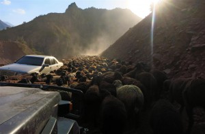 Schafherde auf der Strasse (Tadschikistan)