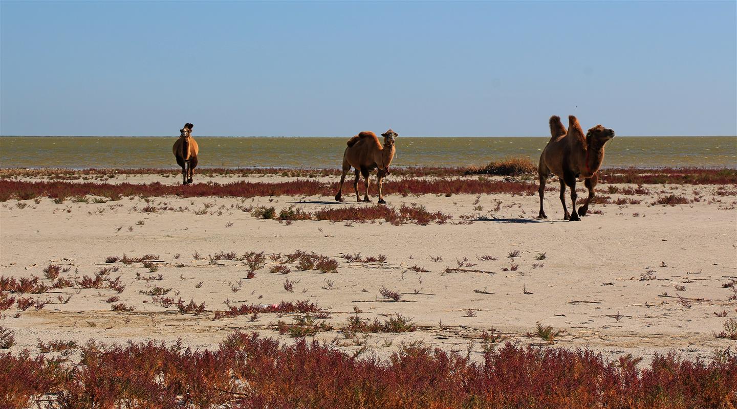 Kamele am Kaspischen Meer (Kasachstan)