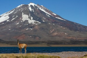 Guanaco vor einem Vulkan in Argeninien